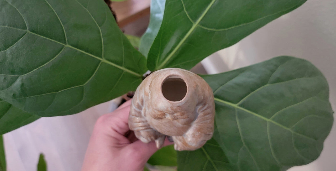 Big Buddha Plant Watering Spike