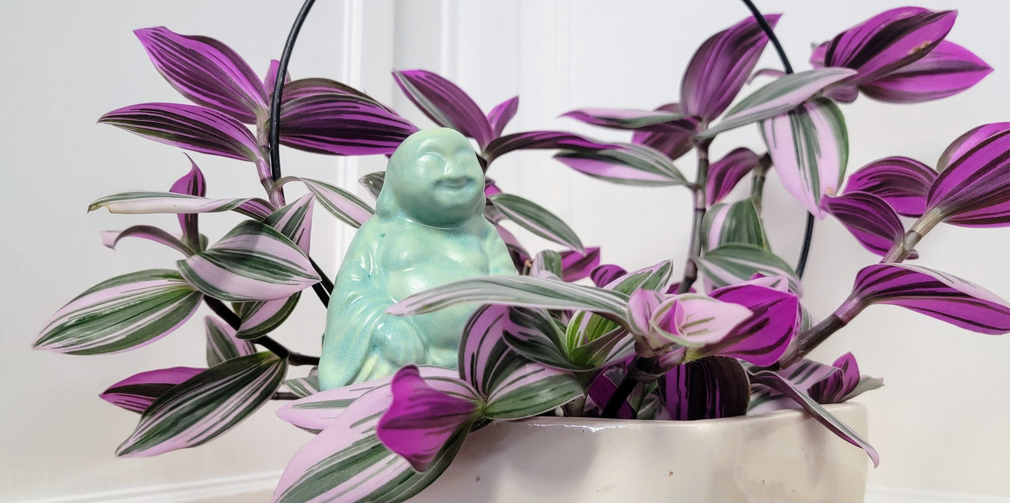 Big Buddha Plant Watering Spike