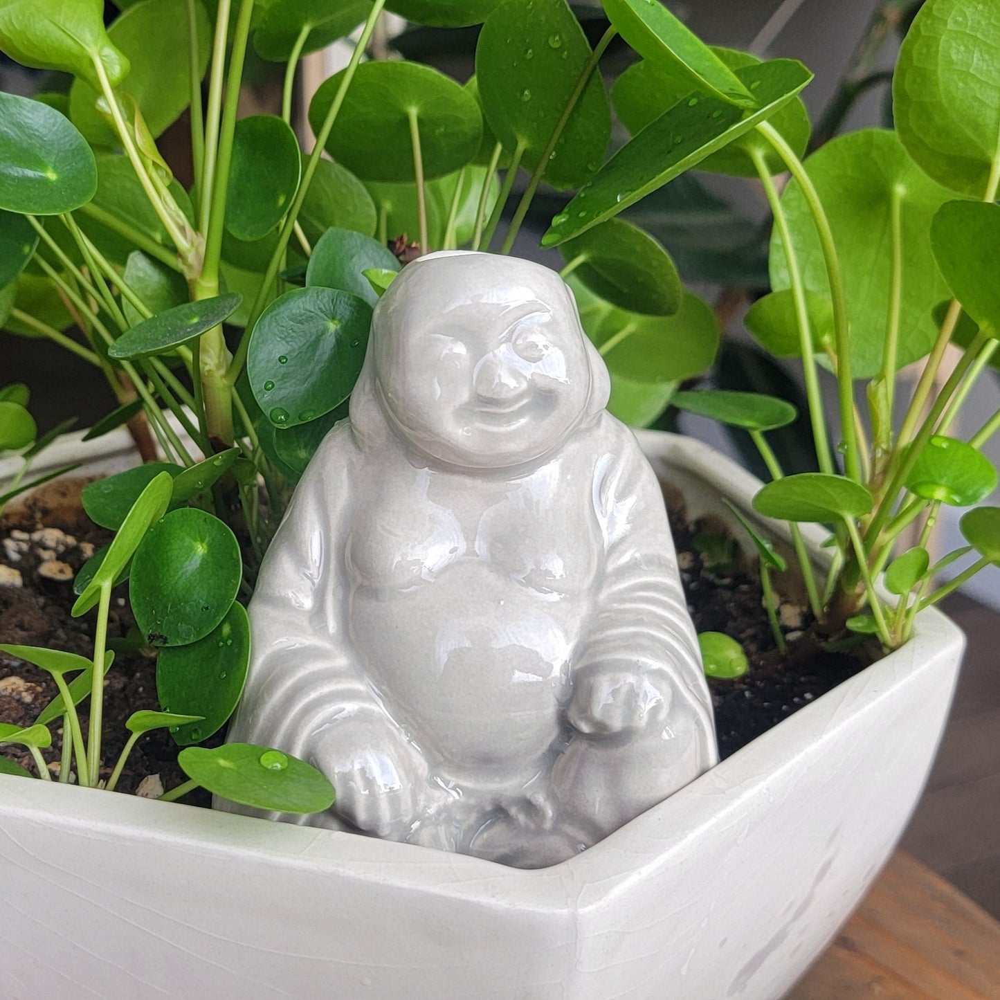 Big Buddha Plant Watering Spike