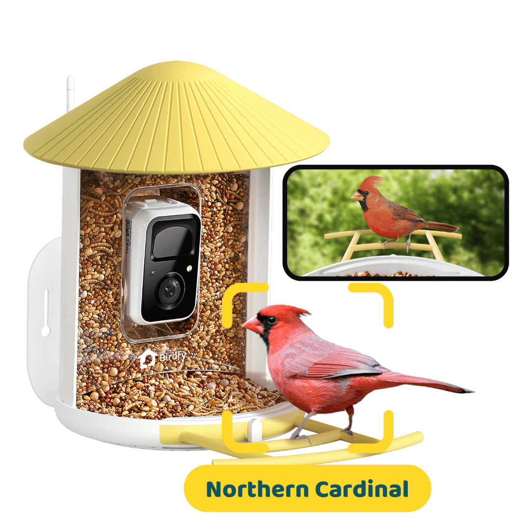 AI-Powered Smart Bird Feeder with Camera