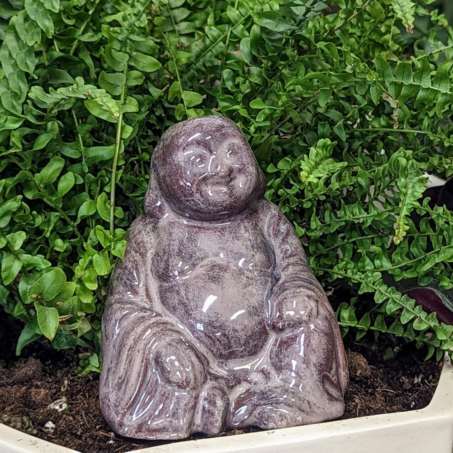Big Buddha Plant Watering Spike
