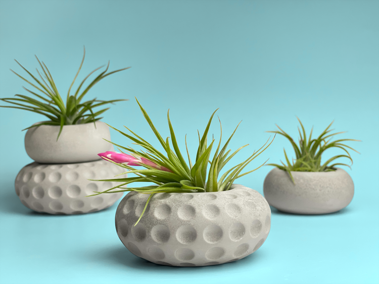 PLANTER & SPIKE