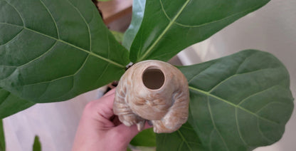 Big Buddha Plant Watering Spike
