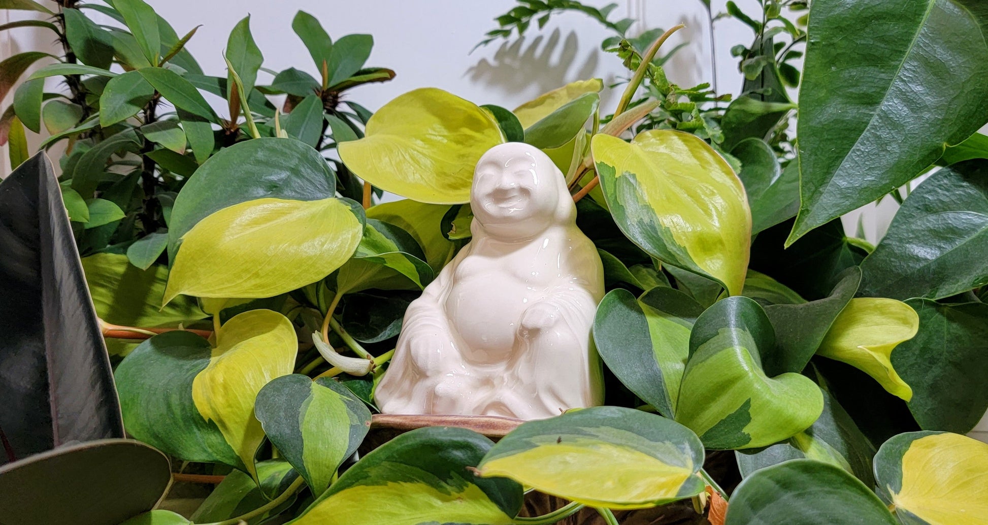 Big Buddha Plant Watering Spike