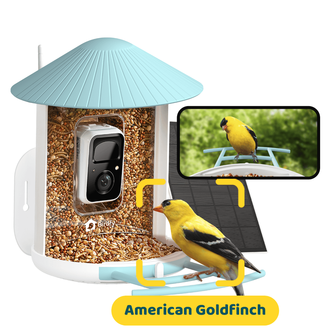 Solar Smart Bird Feeder with AI HD Camera