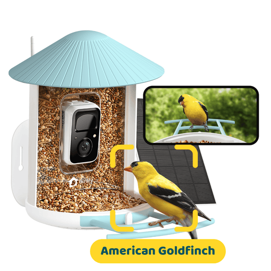 Birdfy Feeder with Solar Panel - Solar-Powered Smart Bird Feeder with Camera