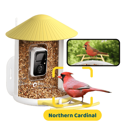 AI-Powered Smart Bird Feeder with Camera