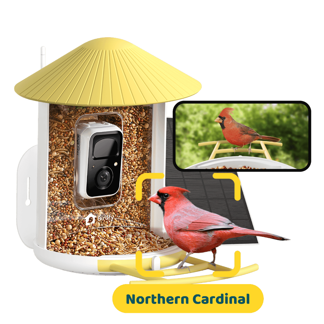 Solar Smart Bird Feeder with AI HD Camera