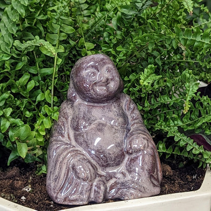 Big Buddha Plant Watering Spike