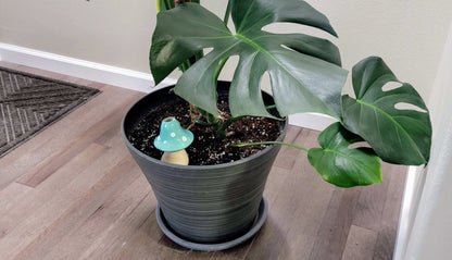 Extra-Large Toadstool Plant Watering Spike